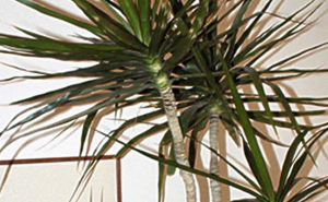 dracenamarginata