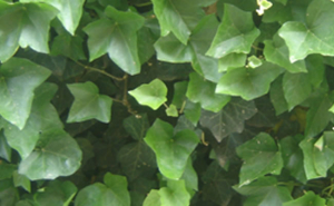 edera