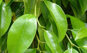 ficus