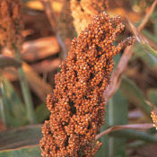 fosforo-sorgo