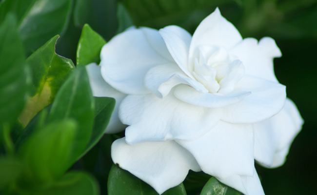 gardenia gardenia
