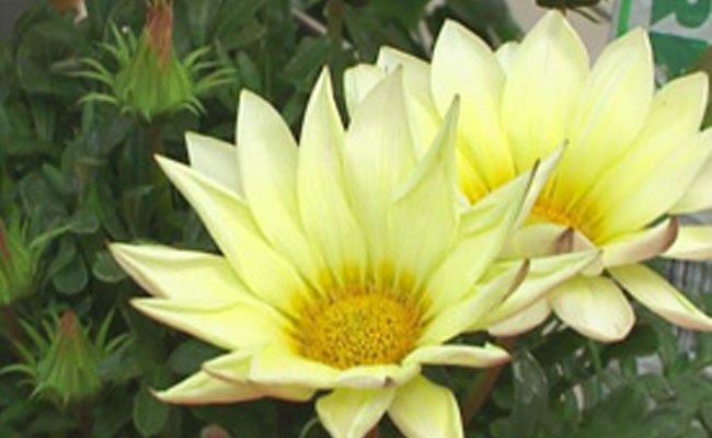 gazania gazania