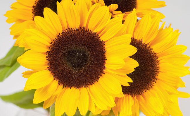 girasole_nano girasole_nano