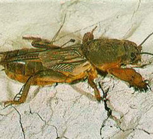 grillotalpa