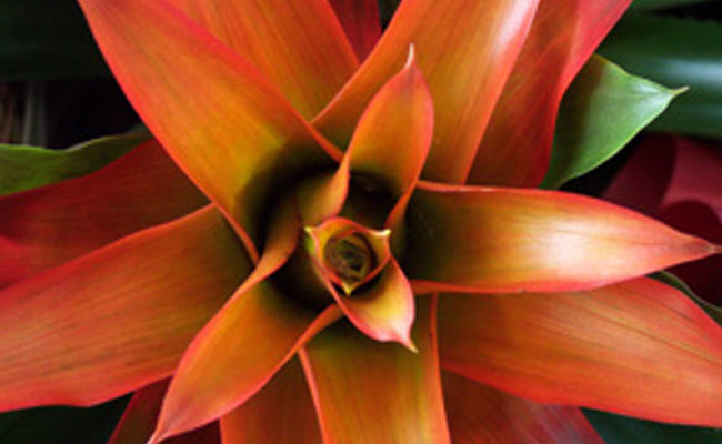 guzmania guzmania
