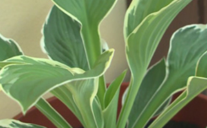 hosta