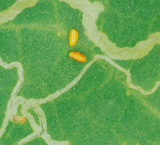larveminatrici larveminatrici