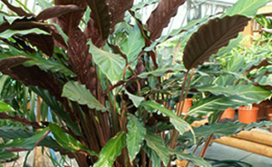 maranta