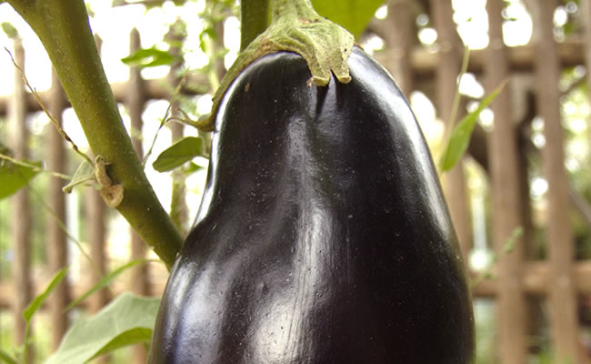 melanzana melanzana