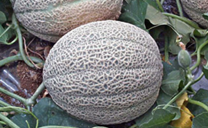 melone
