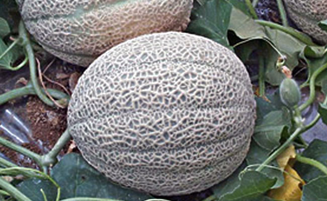 melone melone