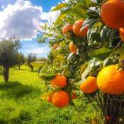 migliora-le-difese-naturali-della-piante