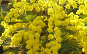 mimosa