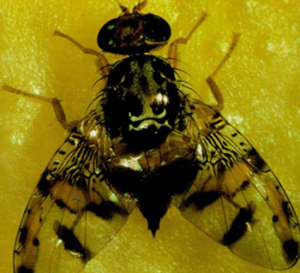 mosca_frutta
