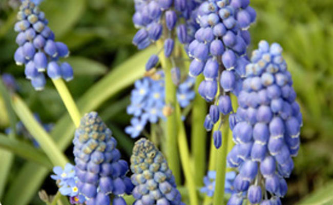 muscari muscari