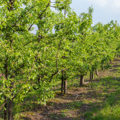 nutrire-le-piante-post-raccolta