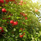 ob-agro-Migliorare-la-qualita-delle-produzioni