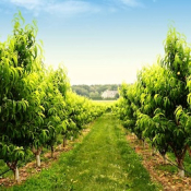 ob-agro-migliorare-lo-sviluppo-e-la-vitalita-delle-piante