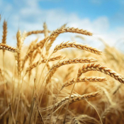 ob-colt-Cereali-autunno-vernini