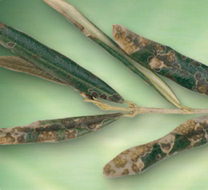 occhiodipavone