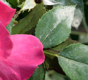 oidio_rosa
