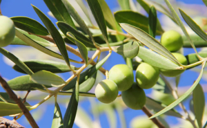 olivo