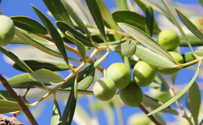 olivo
