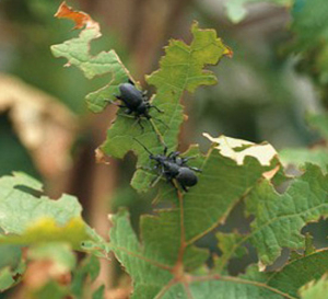 oziorrinco