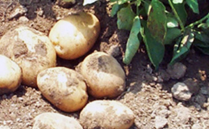 patate