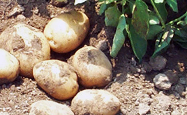 patate patate