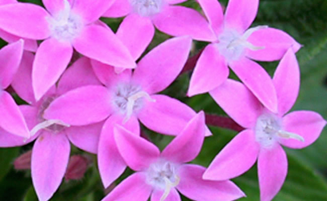 pentas pentas