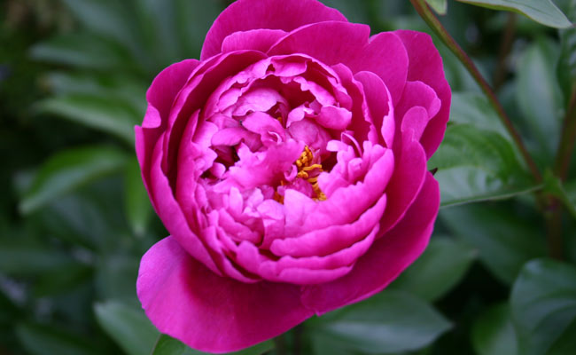 peonia peonia