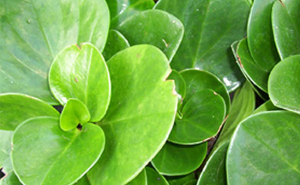 peperomia