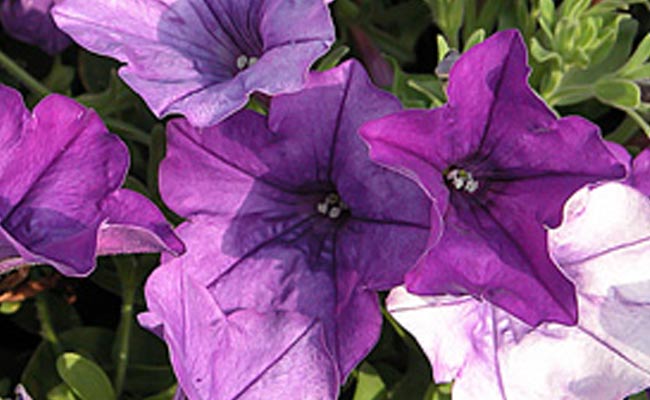 petunia petunia