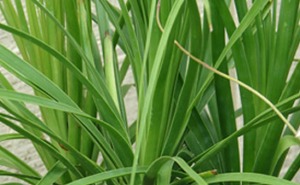 pianta_mangiafumo