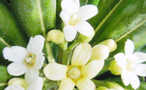 pittosporum