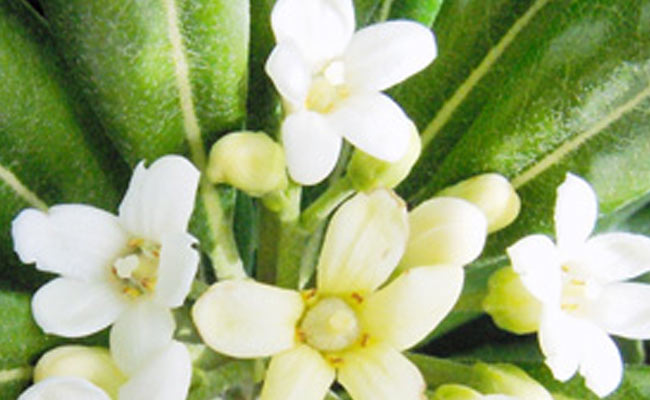 pittosporum