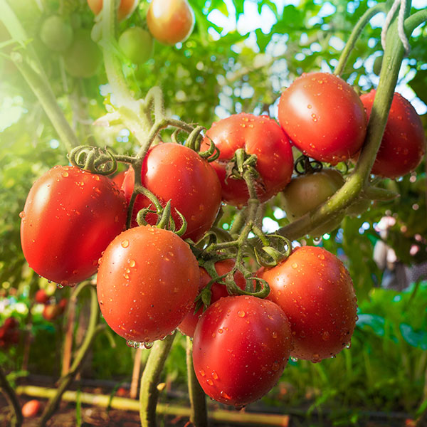 pomodoro pomodoro