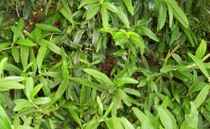 pyracanta