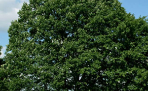 quercia