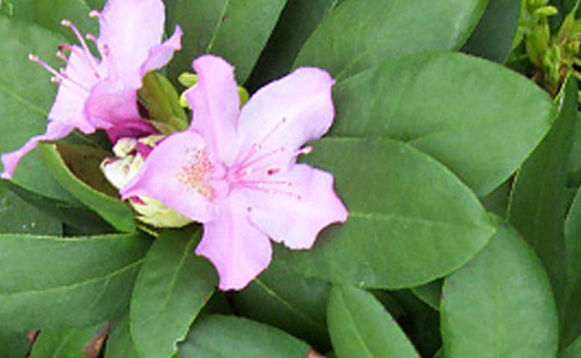 rododendro rododendro