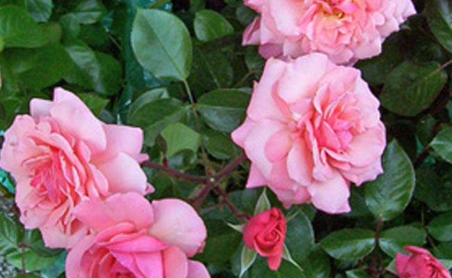 rose rose