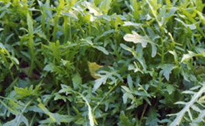 rucola