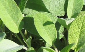 salvia
