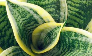 sansevieria