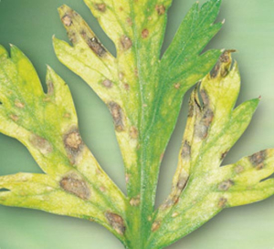 septoriosi