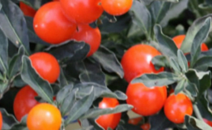 solanum