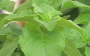 stevia