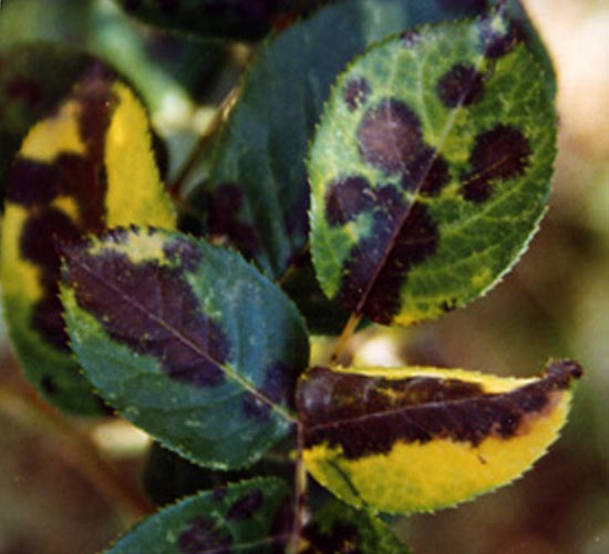 ticchiolatura ticchiolatura
