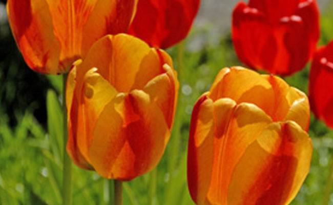 tulipano tulipano